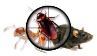 Marks Pest Control Liverpool image 3